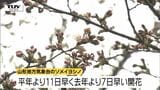 山形地方気象台が桜の開花を観測　平年より11日早く|TBS NEWS DIG