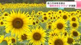 約3万本咲き誇る 山里で“遅咲きのヒマワリ”が満開 10月末までが見ごろ | 高知のニュース・天気|KUTV NEWS | KUTVテレビ高知