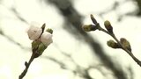 真冬並みの寒さ続き サクラの開花は… 春の便りはもうしばらく先 | 高知のニュース・天気|KUTV NEWS | KUTVテレビ高知