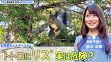 「もしも、となりのトトロにリスが出てきたら…」気象予報士・國本未華が語る“リスと気候変動”の深い関係【お天気コラム】|TBS NEWS DIG