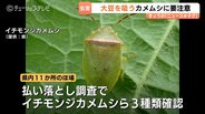 大豆のカメムシ害虫数が過去最多！富山県が病害虫注意報…高温影響で例年比6倍超に！収穫量減、品質低下に警戒感高まる　|　富山のニュース｜天気・防災｜チューリップテレビ