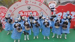 中国・パンダの赤ちゃん　一般公開初の25頭が春節をお祝い| TBS CROSS DIG with Bloomberg