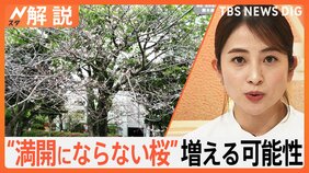 なぜ？「満開にならない桜」増加　“開花サイクル”に乱れで「開花しない」おそれも【Nスタ解説】|TBS NEWS DIG