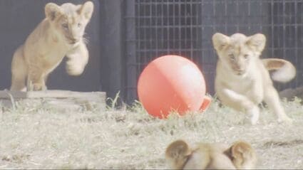 ライオンの赤ちゃん3頭の名前決まる 夏の大三角にちなんだ星から
