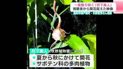 一夜限り咲く「月下美人」の開花を捉えた！ 咲き始めから満開になる