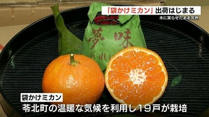 袋掛けミカンの出荷始まる 東京の百貨店などでは1個200円から300円