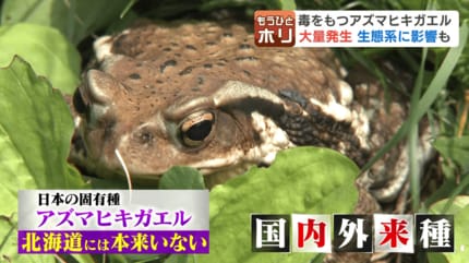 ガマガエルが北海道で大量発生 誰かがやらなきゃ…“国内外来種”アズマ