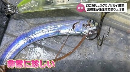 ペットボトルに入る大きさ 「幻の深海魚」リュウグウノツカイの稚魚