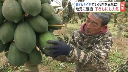 パパイヤ福島③ 苦労の連続…東北で「青パパイヤ」作り 脱サラ男性の挑戦 サラダや
