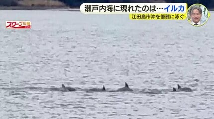 うみいるか 瀬戸内海にイルカの群れか 視聴者が撮影 広島県江田島市沖 | RCC NEWS