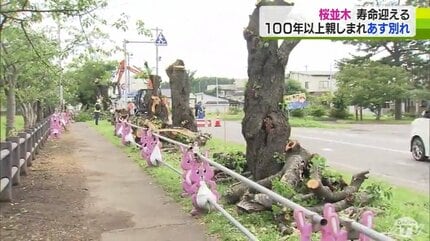 100年以上親しまれた桜並木の伐採進む…全国で直面する課題