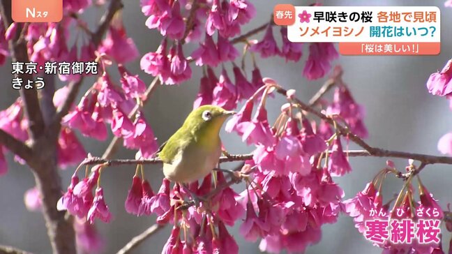 早咲きの桜が見ごろ…ソメイヨシノの開花は？いよいよ春が近づき“衣替え”のタイミングはいつ？！|TBS NEWS DIG