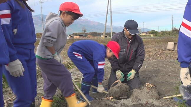 「とれた！」「重いです」　小学生が特産“やはたいも”を収穫　後日、給食でグラタンに　山梨・甲斐市|TBS NEWS DIG