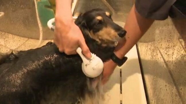大型犬も洗えるワン! 愛媛県西条市のセルフ施設が人気|TBS NEWS DIG