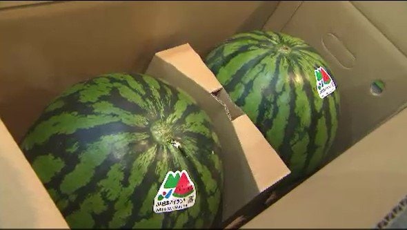 2玉で13万円の過去最高値!長野・松本市の市場でスイカの初競り…JA松本ハイランドは9月中旬までに2玉入りで約80万ケースの出荷見込む|TBS NEWS DIG