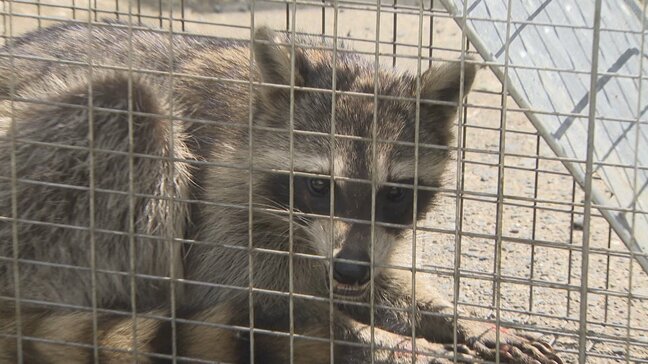 捕獲数は10年前の6倍に　生態系や農作物に害を及ぼす特定外来生物「アライグマ」の捕獲方法を学ぶ講習会　山梨県庁|TBS NEWS DIG