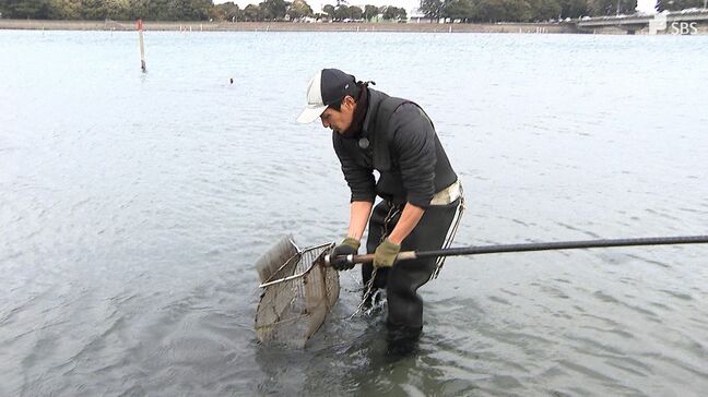 「まずは最悪の絶滅を逃れられるところから」浜名湖のアサリを一枚岩で守る まさかの漁獲量ゼロで漁協が苦渋の決断【現場から、】|TBS NEWS DIG