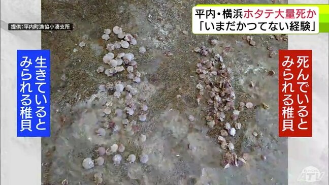 「いまだかつてこういう経験はない」平内町・横浜町でもホタテ大量死の可能性 高水温が影響か 漁協関係者から悲鳴「本当に厳しい年になるなと…」 青森県|TBS NEWS DIG