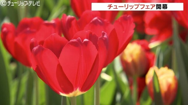 春の花の祭典「となみチューリップフェア」が開幕 会場には300品種、300万本のチューリップ 富山・砺波市|TBS NEWS DIG