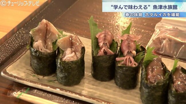「寿司ネタ見るなら、魚津水族館」“学んで味わえる”水族館 春の味覚・ホタルイカを観察し堪能! 富山|TBS NEWS DIG