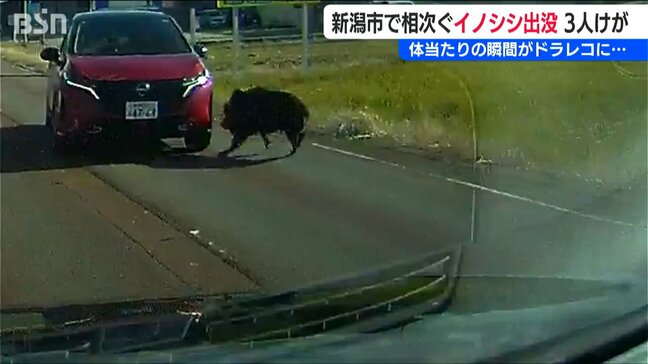 どうやって身を守る？イノシシが車に体当たり 3人襲って カメラ店に突っ込む！ヤリで駆除までの一部始終 一体どこからやって来た？ 新潟市|TBS NEWS DIG