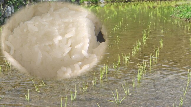 米の価格高騰の影響がここにも…収穫した米もらえる「棚田オーナー制度」に応募多数【長崎】|TBS NEWS DIG