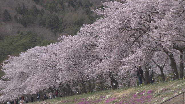 桜まつり開催見送りの市 隣町では開催を発表 オーバーツーリズム対策で警備員配置や仮設トイレ増設など 山梨・富士河口湖町|TBS NEWS DIG