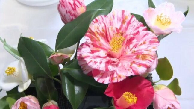 「見てまわるのが楽しい 」  およそ１５０の鉢植えや切り花 萬翠荘で伊予つばき名花展   【今月２３日まで】|TBS NEWS DIG