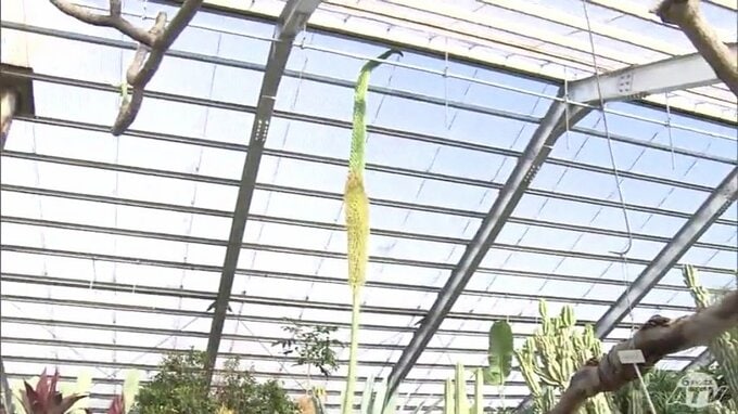 「1回見ればもう見れない」開花は50～100年に1度きり！？　エスピーナンバーワンが開花！|TBS NEWS DIG