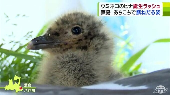 フワフワ！体長約10cm！　ウミネコのヒナ誕生ラッシュの蕪島　約3万羽　見るときは「遠くからちょっと見守っていただければ…」|TBS NEWS DIG