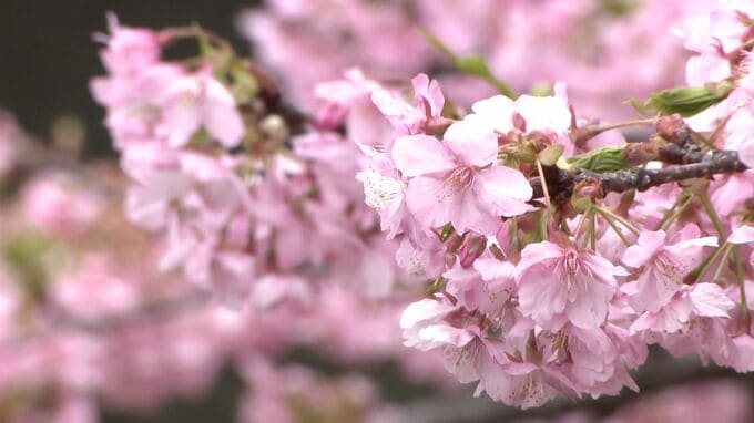 「河津桜まつり」で未納指摘の消費税など　5年分348万6100円を実行委員会が税務署に納付＝静岡・河津町　|　静岡のニュース | SBSNEWS | 静岡放送