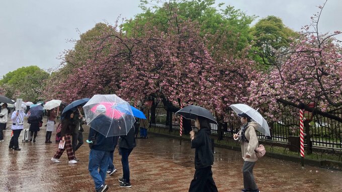 恒例「桜の通り抜け」始まる…140品種339本の桜彩る　予約枠1.5倍増もほぼ埋まる「今年の花」は人気投票で決定する初の試み　4月13日まで開催|TBS NEWS DIG