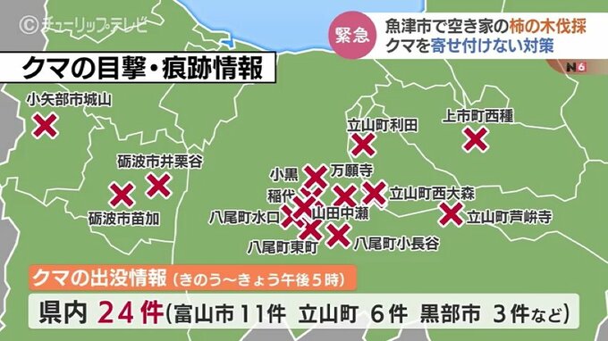 クマを寄せ付けないために！空き家の柿の木を緊急伐採　富山・魚津市　|　富山のニュース｜天気・防災｜チューリップテレビ
