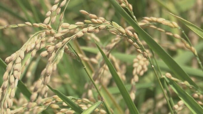 コメの平均価格が5キロあたり3198円　在庫の積み上がりで安売りの動き強く