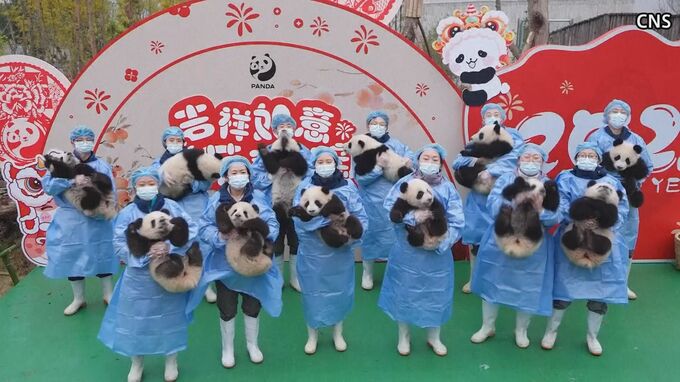 中国・パンダの赤ちゃん　一般公開初の25頭が春節をお祝い|TBS NEWS DIG