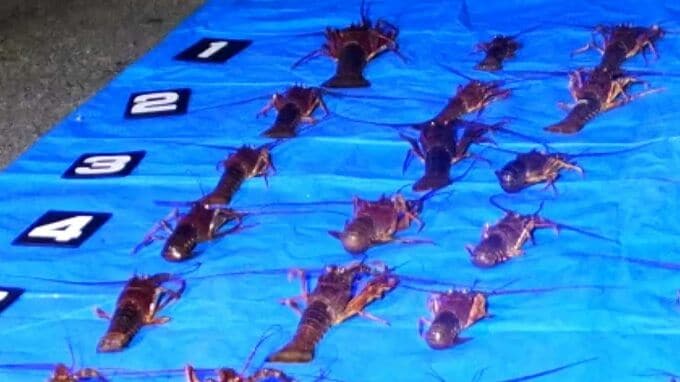123匹の伊勢えびを密漁　派遣社員の男2人を逮捕　鹿児島・指宿港近く|TBS NEWS DIG