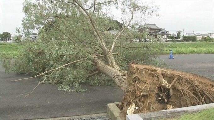 台風11号　高さ10メートルの木が根元からボキリ　|　BSSニュース | BSS山陰放送