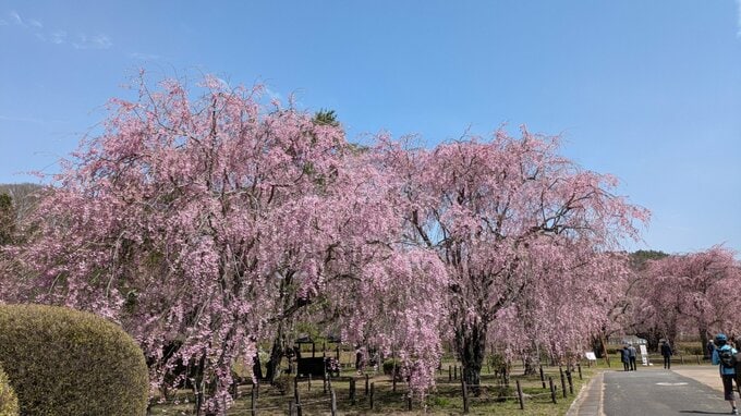 米内浄水場内にある34本のサクラ間もなく満開　22日から無料一般公開　5月6日まで　盛岡市|TBS NEWS DIG