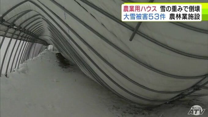 被害金額は「高級乗用車1台分」大雪で約50ｍの2棟の農業用ハウスが押しつぶされる「（屋根雪）が落ちてこない…」　青森県五所川原市|TBS NEWS DIG