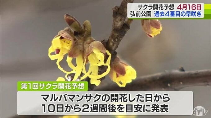 桜の名所・弘前公園で『独自』のサクラの開花予想発表　園内のソメイヨシノの開花は4月16日と予想　予想通りの開花となれば過去4番目の早咲きに　|　青森のニュース│ATV NEWS│青森テレビ