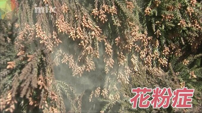 国民病とも呼ばれる花粉症…今シーズンの傾向は？対策は？花粉そのものを減らす取り組み？気になることを取材しました　|　山口のニュース・天気・防災｜tys NEWS｜ｔｙｓテレビ山口
