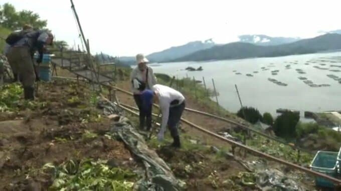 国の重要文化的景観「遊子水荷浦段畑」でジャガイモ収穫【愛媛・宇和島】|TBS NEWS DIG