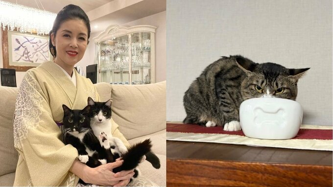 【 ねこ 】藤あや子さんの保護猫「じゃこ天」くん　1ヶ月経っても「激オコ&爆音声量」　フォロワーから様々な体験談相次ぐ「3か月くらい」「うちは5年」|TBS NEWS DIG