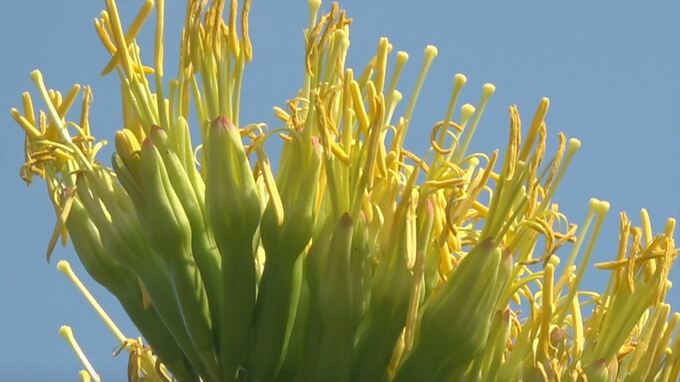 「こんなところにあるなんて」数十年に一度だけ　幻のリュウゼツランの花ひらく　山梨　|TBS NEWS DIG