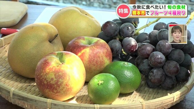 食欲の秋到来！週末行きたい「フルーツ狩り」に香り広がる「黄金キノコ」 今秋の旬のグルメあれこれ　|　熊本のニュース｜RKK NEWS｜RKK熊本放送