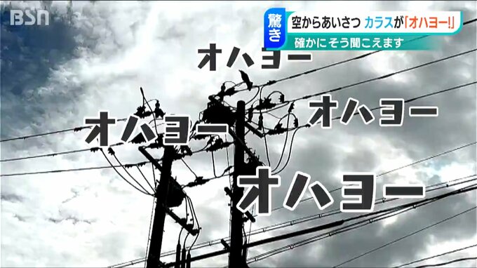 空から突然「オハヨー、オハヨー、オハヨー」電柱の上から“朝のあいさつ”するカラスが…　新潟市中央区|TBS NEWS DIG