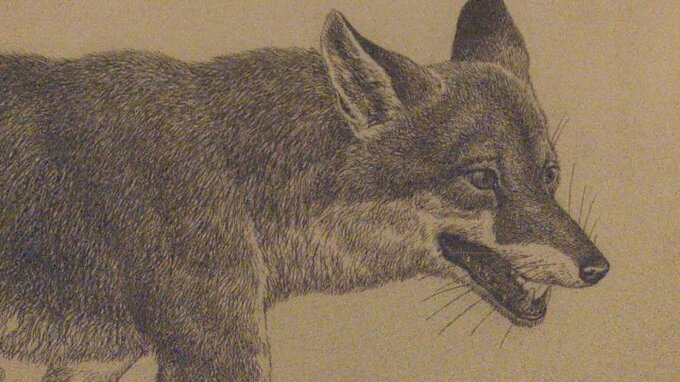 動物界の弱肉強食をテーマにした企画展　薮内正幸美術館　山梨・北杜市　|　山梨のニュース | ＵＴＹテレビ山梨