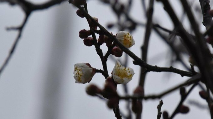 大雪過ぎて…ウメの開花発表　長崎地方気象台|TBS NEWS DIG