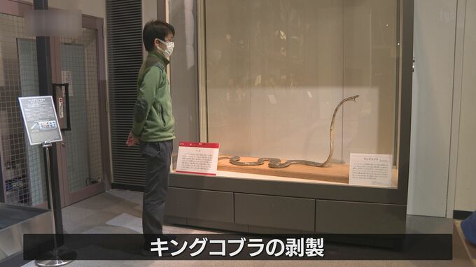 へび年にちなんでキングコブラの剥製を展示　萩博物館新春にちなんだ企画展　山口県萩市|TBS NEWS DIG