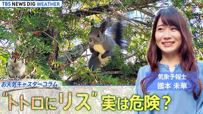 「もしも、となりのトトロにリスが出てきたら…」気象予報士・國本未華が語る“リスと気候変動”の深い関係【お天気コラム】|TBS NEWS DIG
